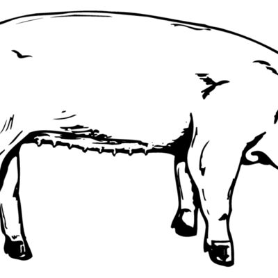 SOW0002 Thumbnail