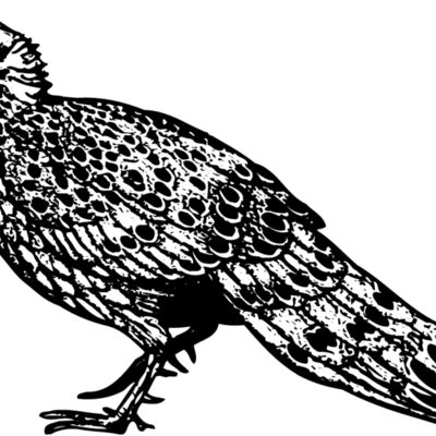 BIRD064 Thumbnail